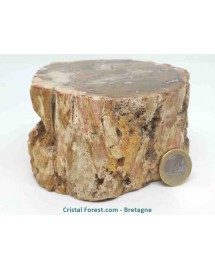 Bois fossilisé (pétrifié)