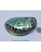 Abaone (Ormeau) - Coquillage