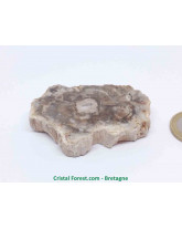 Bois fossilisé (Pétrifié) 