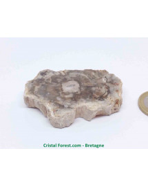 Bois fossilisé (Pétrifié) 