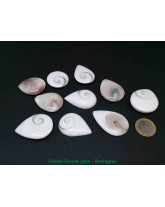 Oeil de Sainte Lucie / Oeil de Shiva - Cabochon