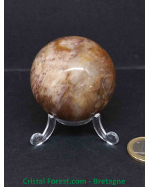 bois fossilisé