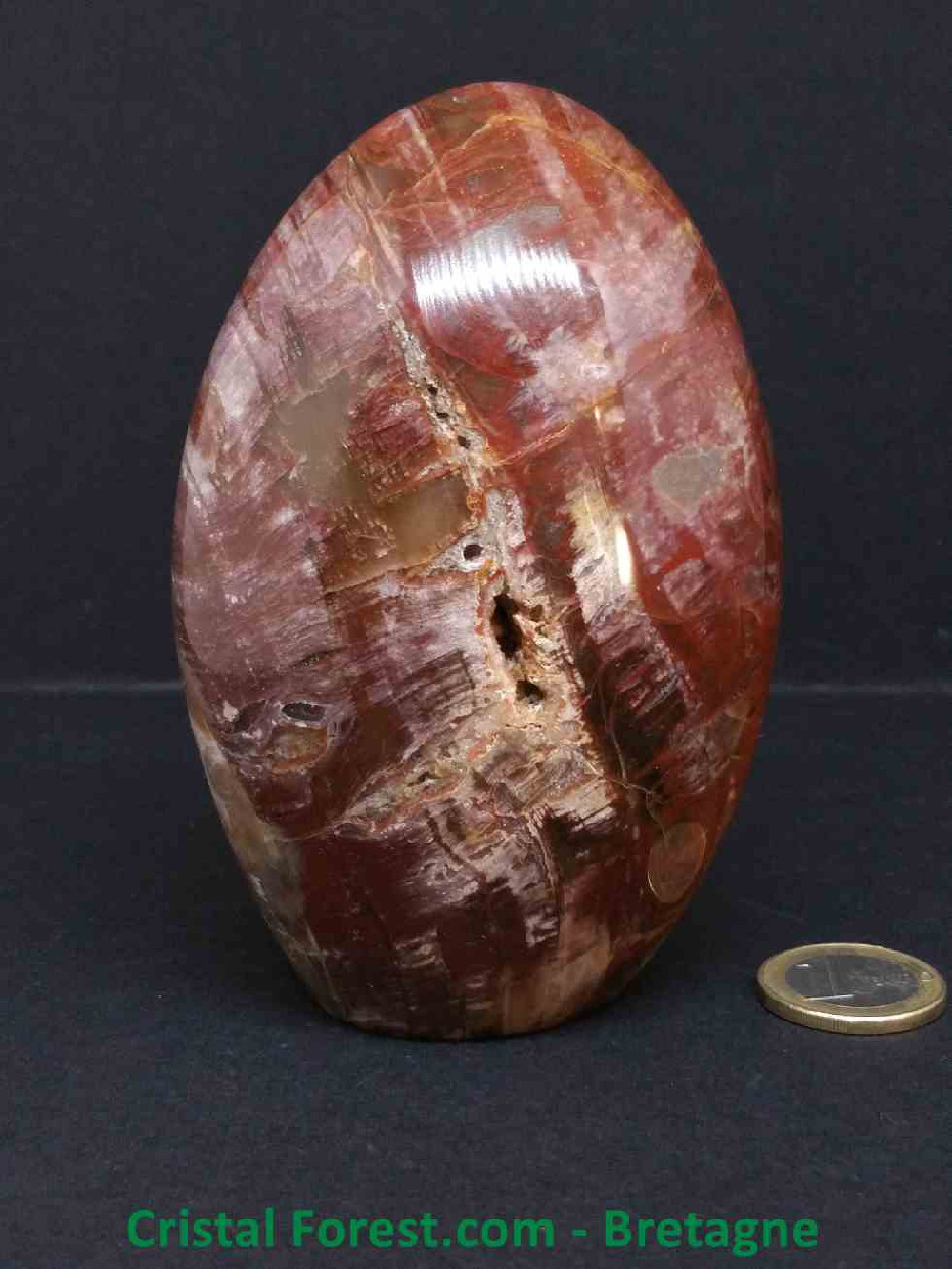 Bois fossilisé - Forme Libre - 11.2 x 7.4 x 5.3cm / 634,10gr