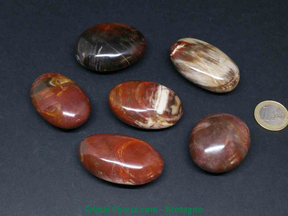 Bois fossilisé - Galets