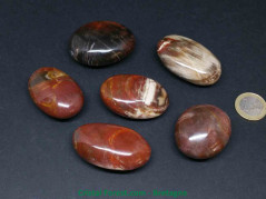 Bois fossilisé - Galets