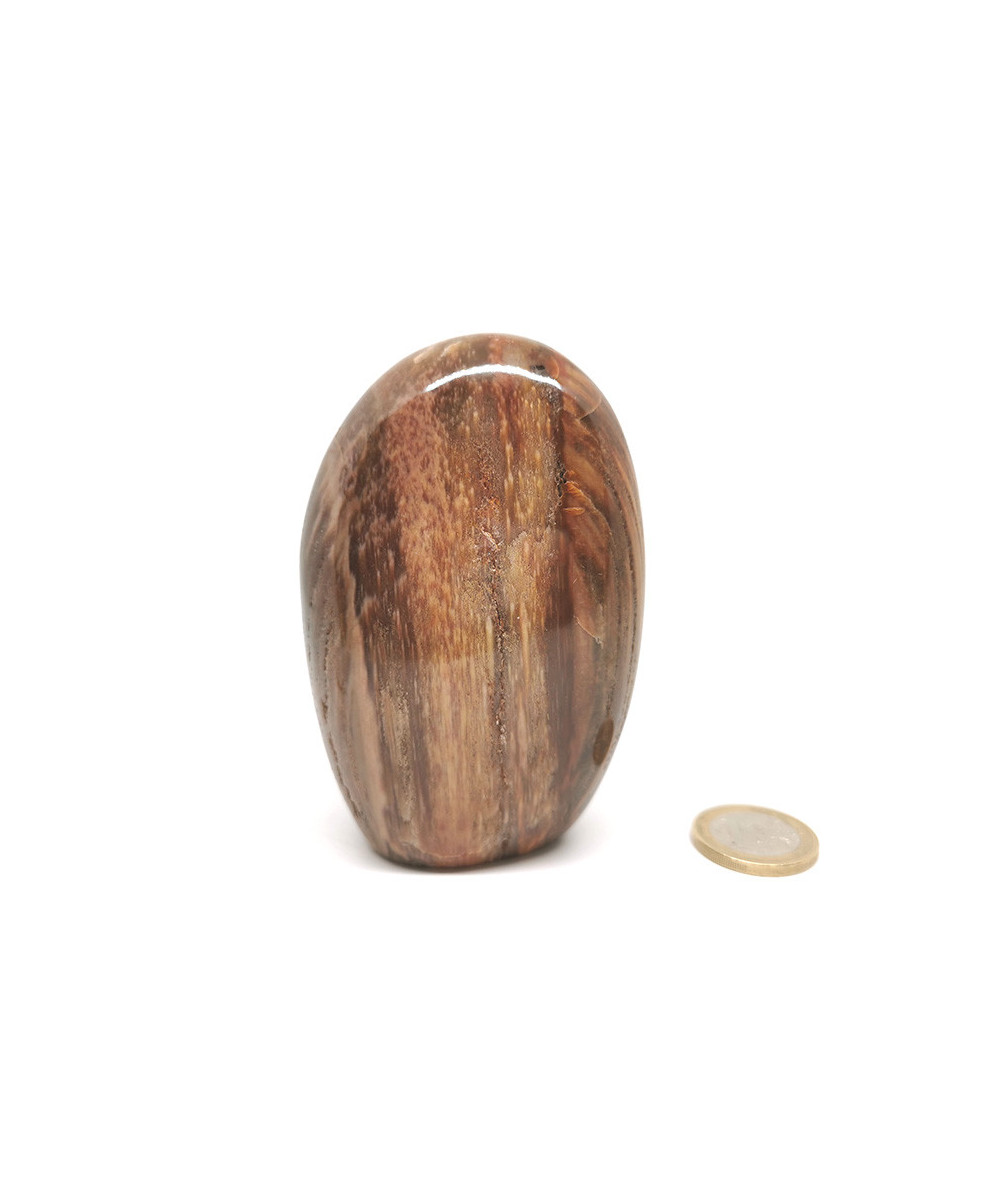 Bois fossilisé - Forme Libre - 9 x 6.5 x 3 cm / 337 gr