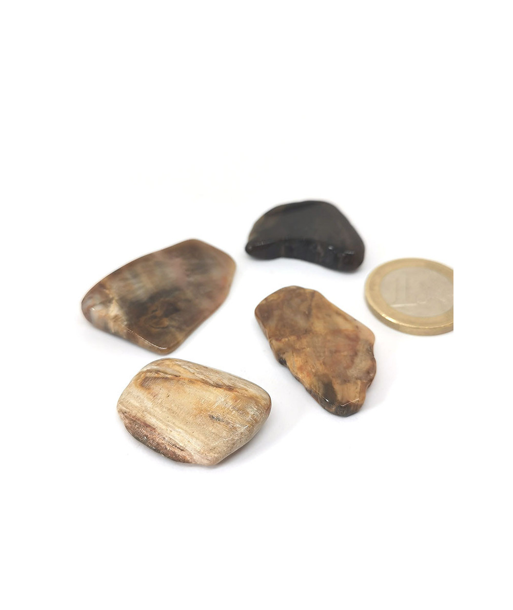 Bois fossilisé - Pierres roulées