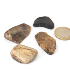 Bois fossilisé - Pierres roulées