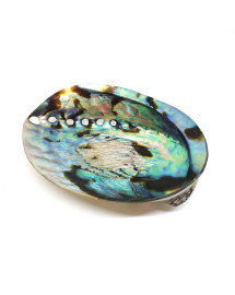 Abaone (Ormeau) - Coquillage