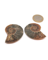 Ammonite - Fossiles