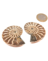 Ammonite - Fossiles