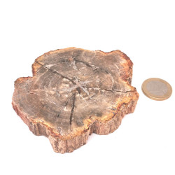 Bois fossilisé (Pétrifié) - Plaques polies