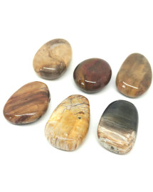 Bois fossilisé (pétrifié) 