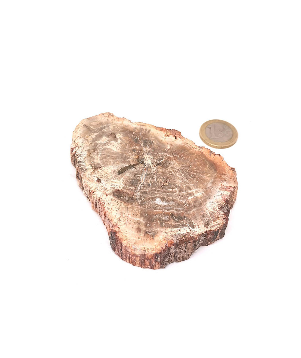 Bois fossilisé (Pétrifié) 