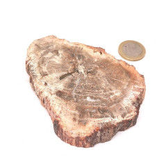 Bois fossilisé (Pétrifié) 