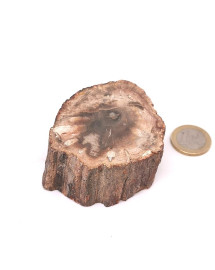 Bois fossilisé (pétrifié)