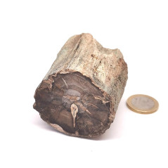 Bois fossilisé (pétrifié)