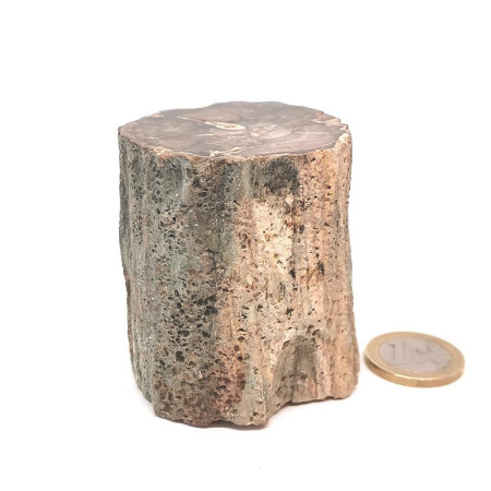 Bois fossilisé (pétrifié)