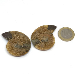Ammonite - Fossile