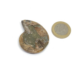 Ammonite - Fossile