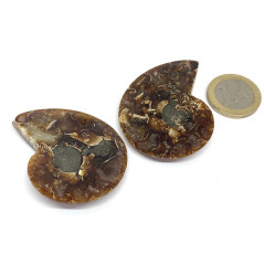Ammonite - Fossile