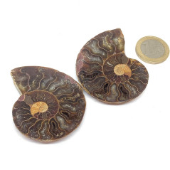Ammonite - Fossile