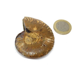 Ammonite - Fossile