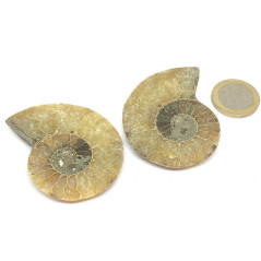 Ammonite - Fossile