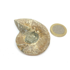 Ammonite - Fossile