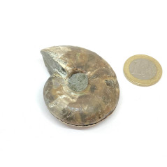 Ammonite - Fossile