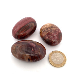 Bois Fossilisé (Pétrifié) - Galet
