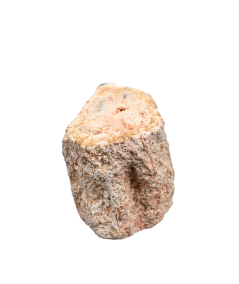 Photo d'un rondin poli de bois fossilisé
