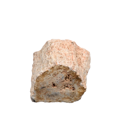 Photo d'un rondin poli de bois fossilisé