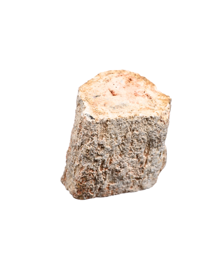 Photo d'un rondin poli de bois fossilisé