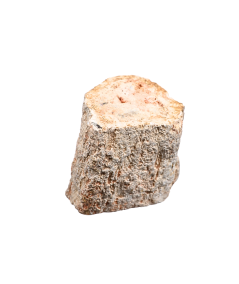 Photo d'un rondin poli de bois fossilisé