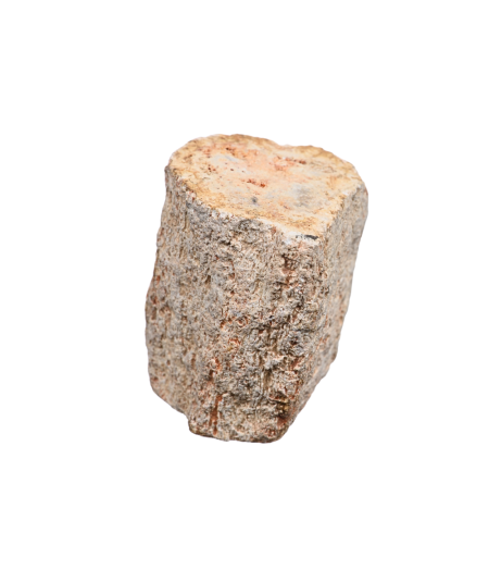 Photo d'un rondin poli de bois fossilisé