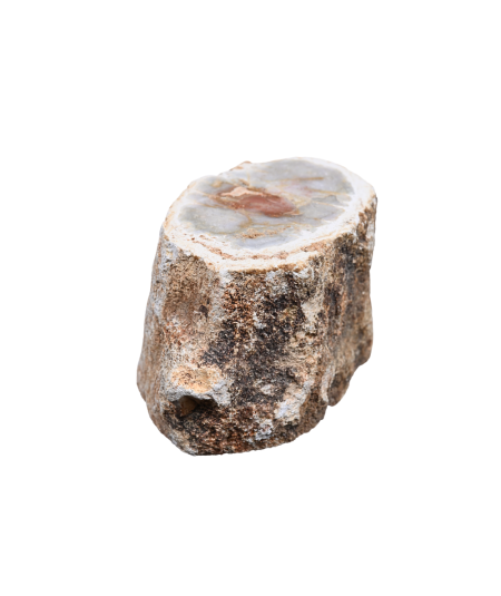 Photo d'un rondin poli de bois fossilisé