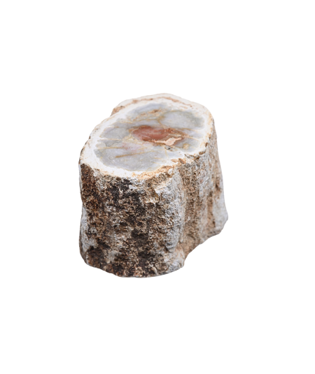 Photo d'un rondin poli de bois fossilisé