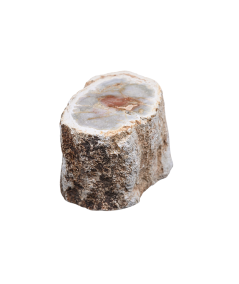 Photo d'un rondin poli de bois fossilisé