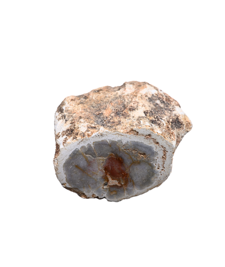 Photo d'un rondin poli de bois fossilisé