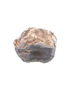 Photo d'un rondin poli de bois fossilisé