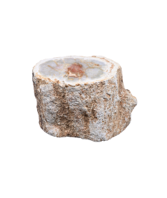 Photo d'un rondin poli de bois fossilisé