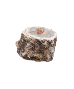 Photo d'un rondin poli de bois fossilisé