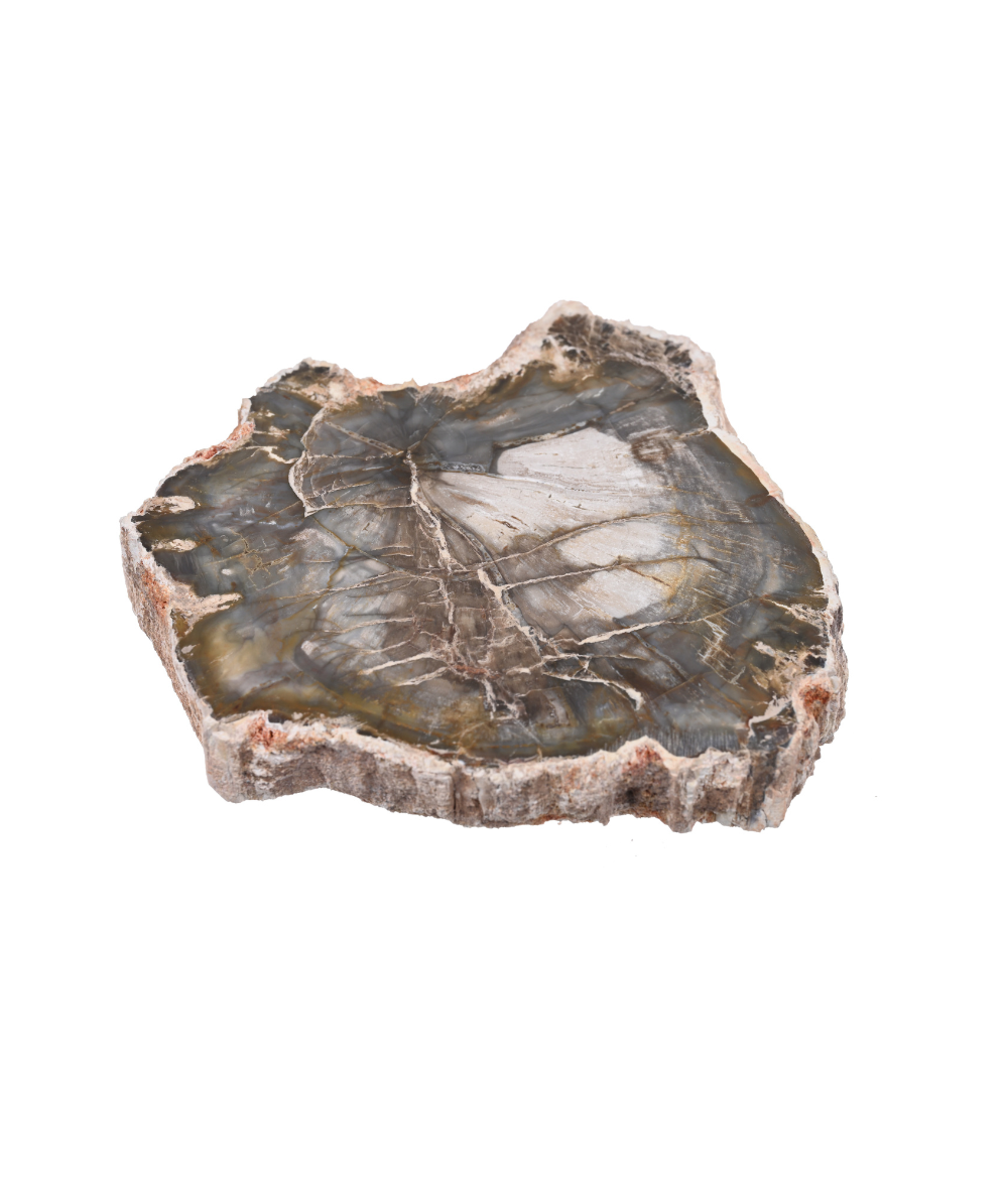 Plaque polie de bois fossilisé