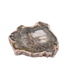 Plaque polie de bois fossilisé