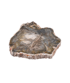 Plaque polie de bois fossilisé