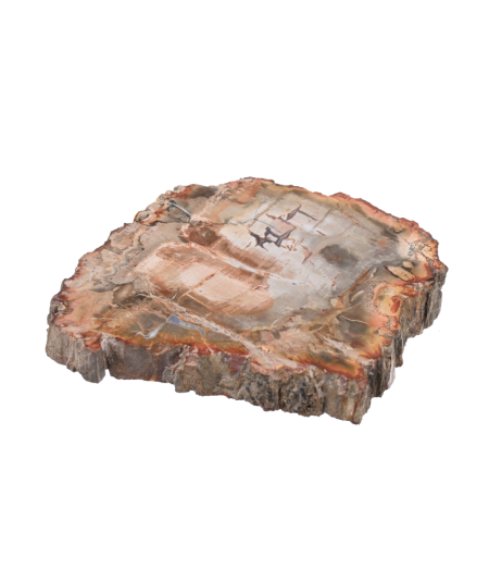 Plaque polie de bois fossilisé