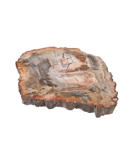 Plaque polie de bois fossilisé