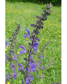 Sauge officinale - Purifiant énergétique